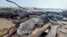 Aparecen miles de peces muertos en Miramar entre la basura y chapopote