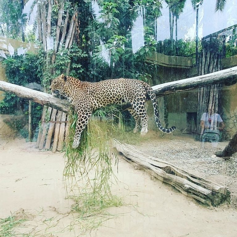 leopardo