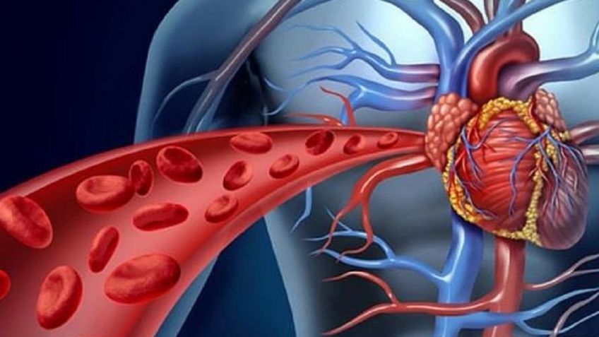 Una arteria extra en el ser humano, es la prueba de que seguimos evolucionado