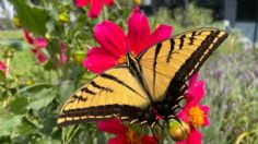 Crean en el Bosque de Aragón 13 jardines para polinizadores