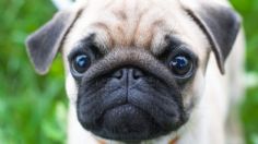 Los pugs se apoderarán del Monumento a la Revolución este 15 de octubre: asiste a la caminata más adorable con tu mejor amigo