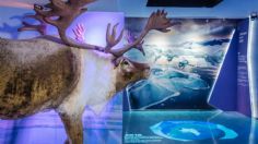 Acuario Inbursa abre sus puertas de nuevo con esta exposición