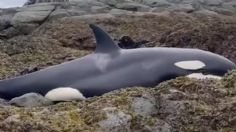 Así fue el dramático rescate de una orca varada en Alaska: VIDEO VIRAL