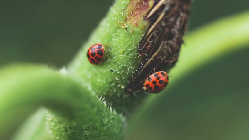 RETO VISUAL: Encuentra 9 insectos camuflados en menos de 20 segundos