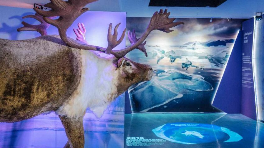 Acuario Inbursa abre sus puertas de nuevo con esta exposición