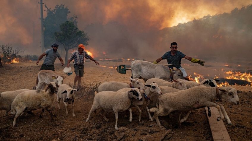 Turquía: Ola de calor de más de 50 ºC provoca tragedia de granjero: "Vi a mi vaca morir quemada": FOTOS