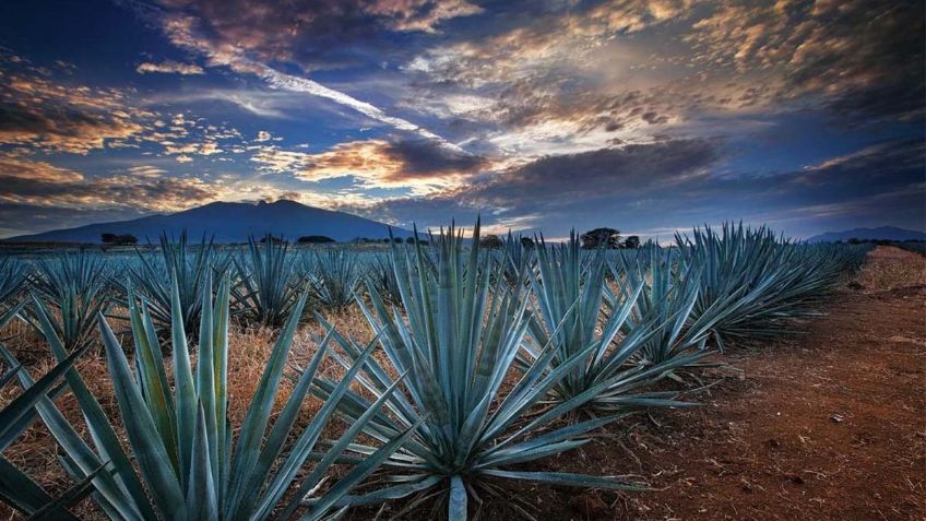 El Paisaje Agavero en Jalisco es Patrimonio de la Humanidad; conoce este y otros datos de la Ruta del Tequila