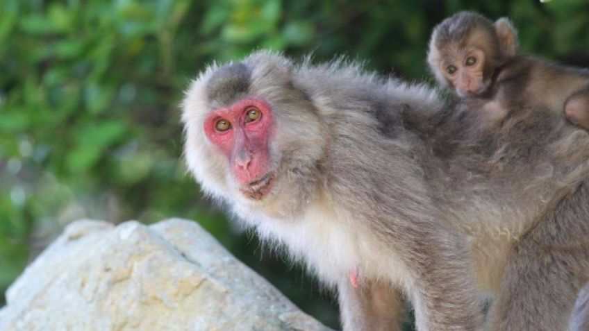 ¡Inusual! Macaca se convierte en hembra alfa por primera vez en un zoológico