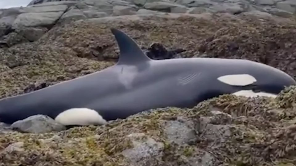 La ballena estuvo varada por aproximadamente seis horas entre las rocas. Foto: Captura de pantalla