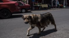 Playa del Carmen tendrá un santuario para perros y gatos y trabaja para impulsar la cultura del cuidado animal