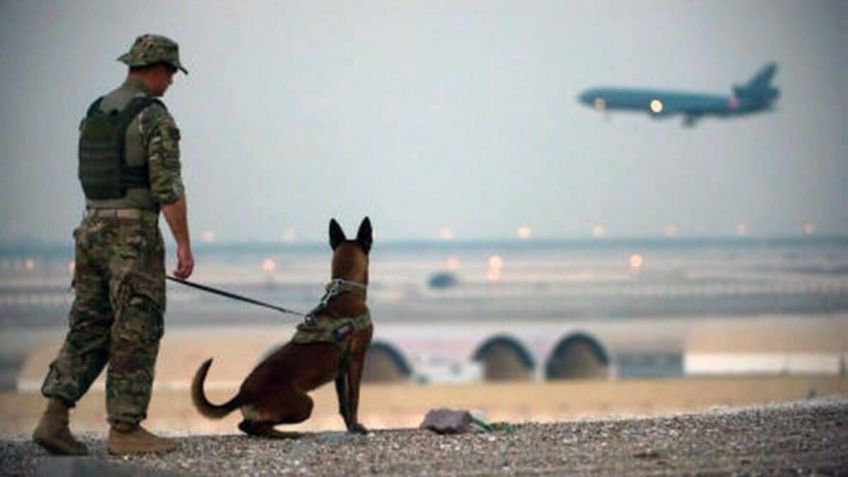 Estados Unidos abandonó a sus perritos militares en Afganistán y serán asesinados por el Talibán: activistas