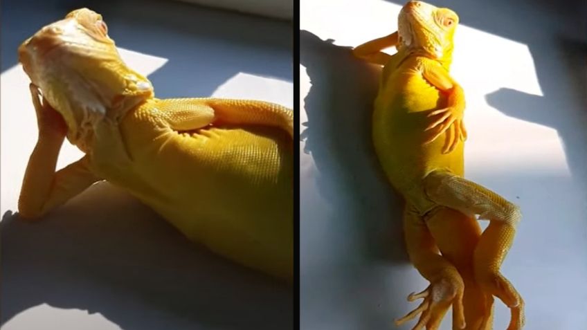 ¡Con toda la actitud! Iguana se vuelve viral al tomar el sol con “pose de revista”: VIDEO