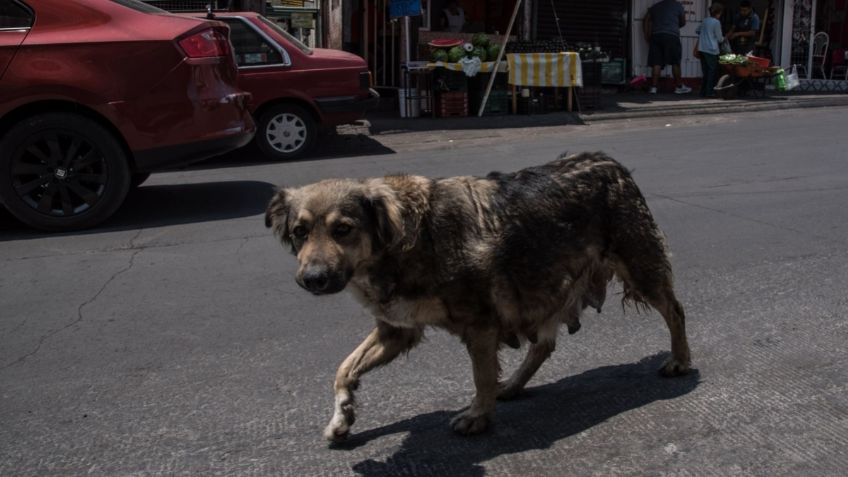 Playa del Carmen tendrá un santuario para perros y gatos y trabaja para impulsar la cultura del cuidado animal