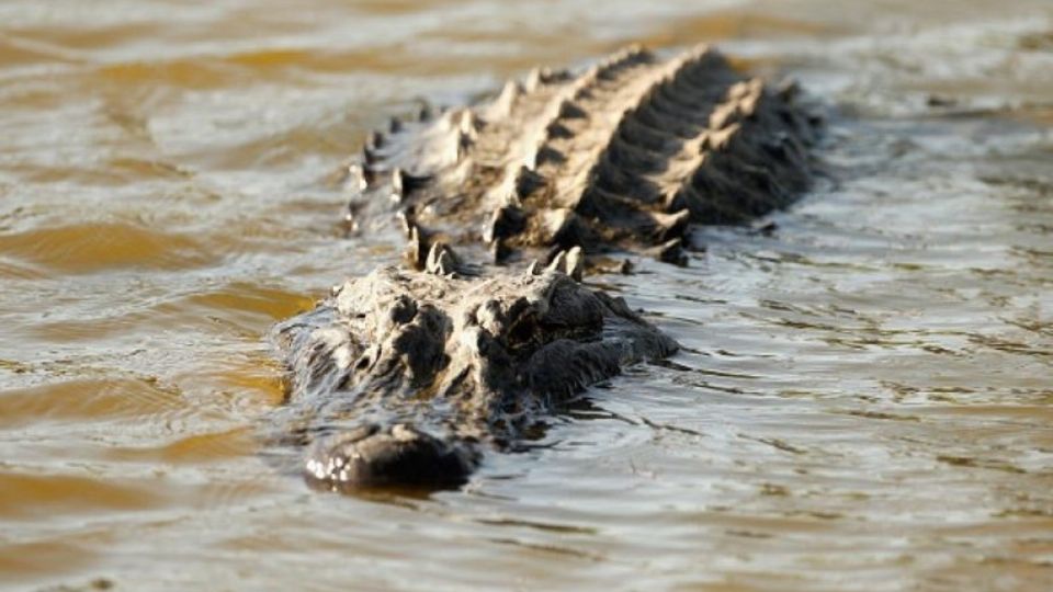 El animal atacó tras las inundaciones del huracán Ida en Louisiana | Internet.