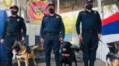 Conoce a la Unidad Canina de la PBI, la cual se especializada en detección de explosivos y narcóticos