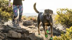 Zapatitos para perro, la mejor forma de proteger su patas del calor