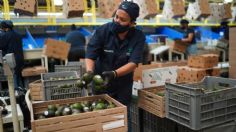 México exportará 130 mil toneladas de aguacate a Estados Unidos para el Super Bowl