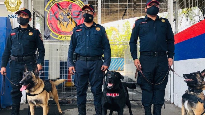 Conoce a la Unidad Canina de la PBI, la cual se especializada en detección de explosivos y narcóticos