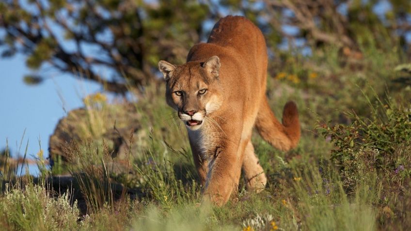 Muere niño tras ser ser atacado por un puma en Chapulapa, Oaxaca