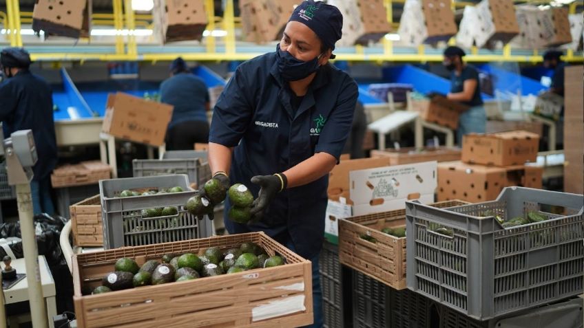 México exportará 130 mil toneladas de aguacate a Estados Unidos para el Super Bowl