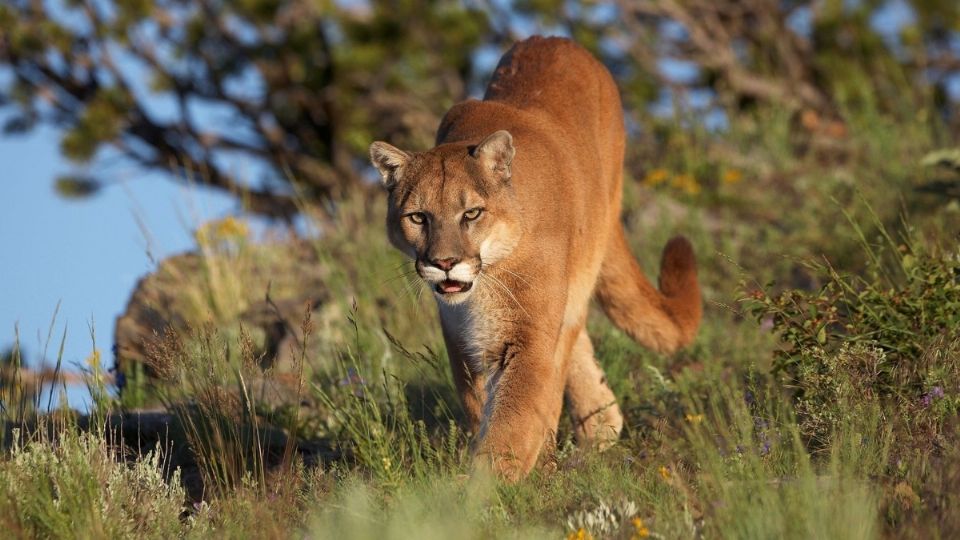 Cuando el menor de 12 años acudió a supervisar un terreno de siembra el felino salvaje lo atacó. FOTO: ESPECIAL