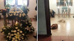 ¡Cariño incondicional! Perritos asisten al funeral de la mujer que los alimentaba