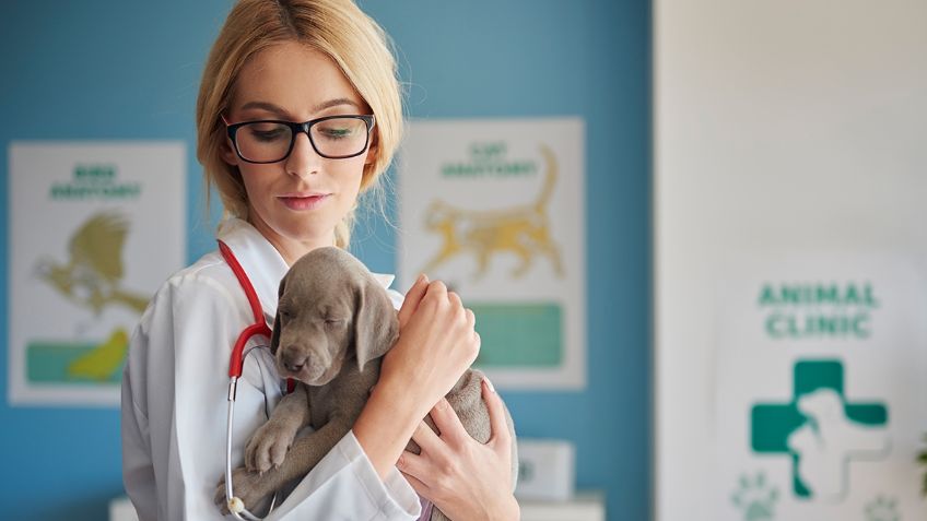 Veterinaria cuida a perrito recién operado ¡Lee un cuento para que se tranquilice!  VIDEO