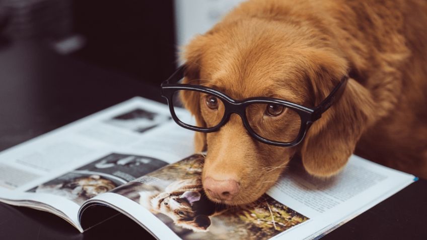 VIDEO VIRAL: Perro estudiante se vuelve viral y conquista las redes