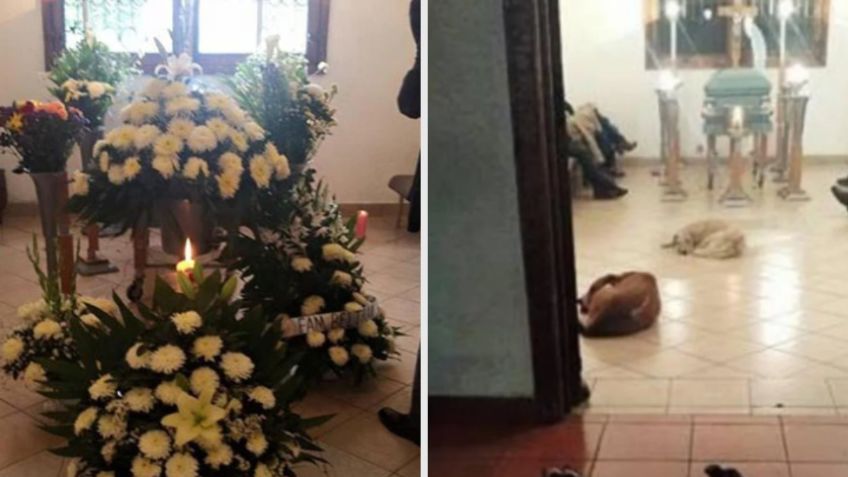 ¡Cariño incondicional! Perritos asisten al funeral de la mujer que los alimentaba