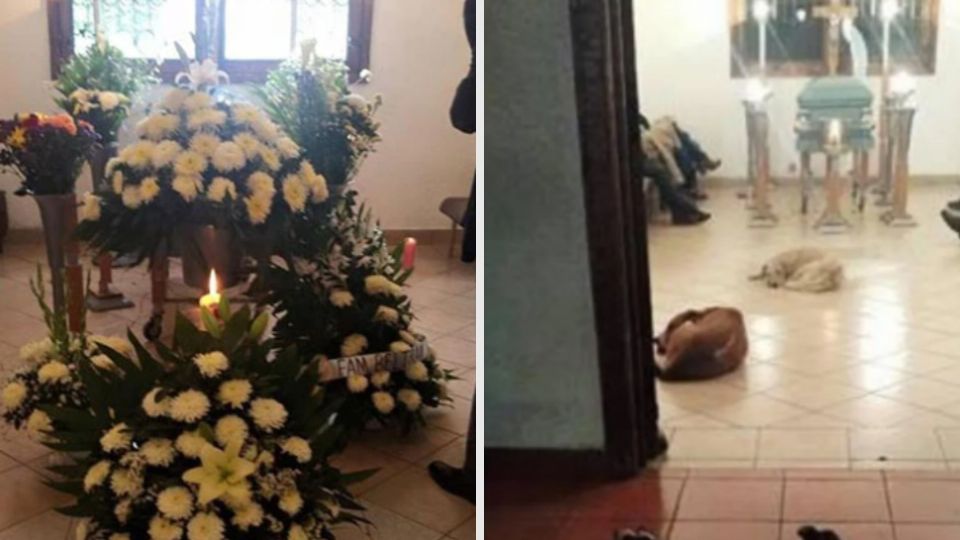 Perritos asisten al funeral de la mujer que los alimentaba. Foto: Facebook