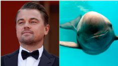 Leonardo DiCaprio se lanza contra la 4T por desproteger a la vaquita marina