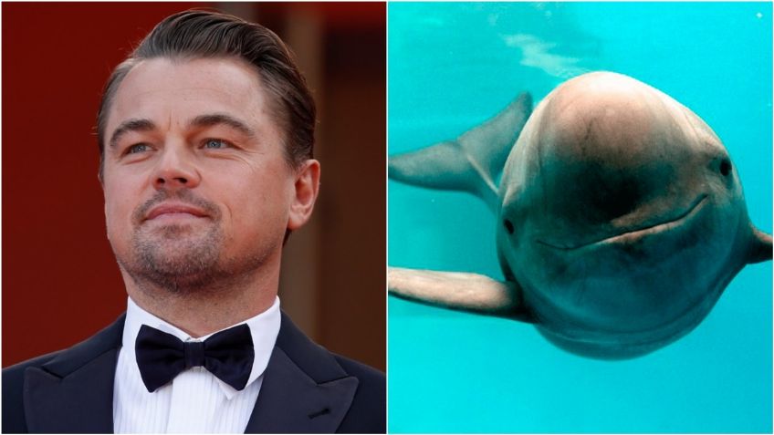 Leonardo DiCaprio se lanza contra la 4T por desproteger a la vaquita marina