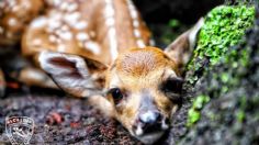 Nacen 5 venados cola blanca en reserva del Parque Nacional Desierto de los Leones