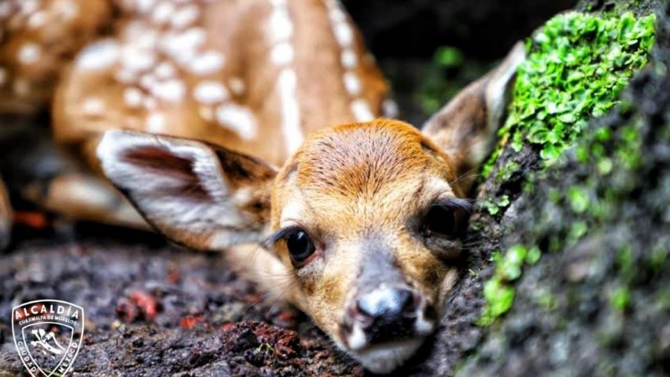 La alcaldía Cuajimalpa informó que actualmente hay 25 venados, 18 hembras y siete machos. Foto: Especial