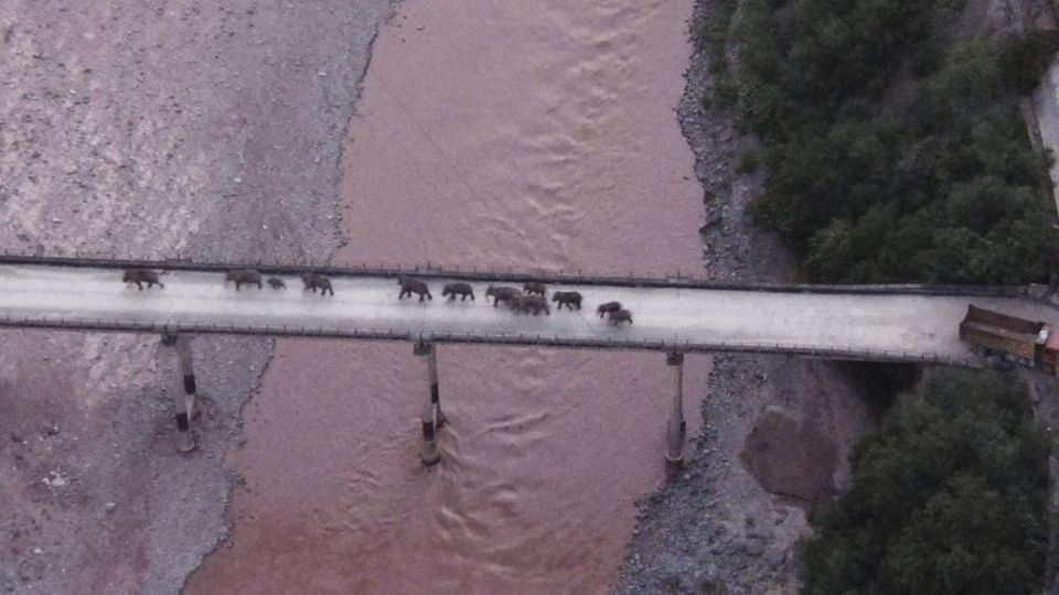 La manada de 15 elefantes escapó de una reserva en China. Foto: AP