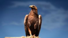 El águila, emblema de la Bandera de México, está en riesgo de desaparecer