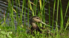 Publican estrategia para la conservación de la biodiversidad en la CDMX