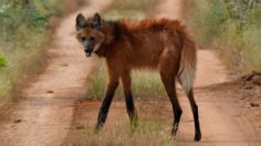 Captan a un "zorro con zancos", el animal que inspiró una antigua leyenda sudamericana