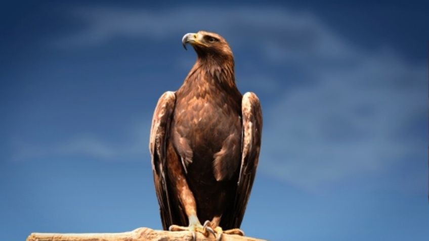 El águila, emblema de la Bandera de México, está en riesgo de desaparecer