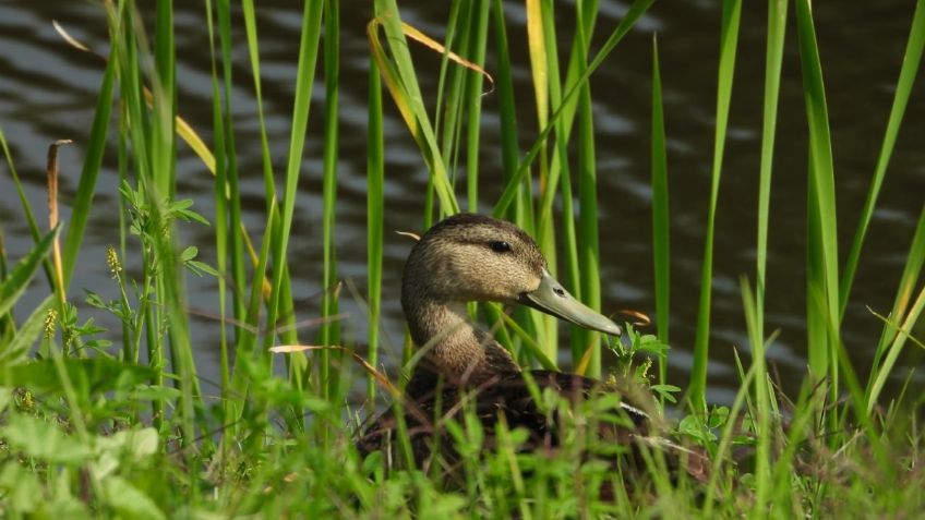 Publican estrategia para la conservación de la biodiversidad en la CDMX