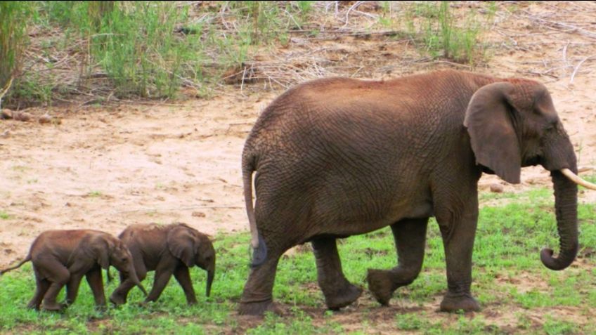 Nacen ELEFANTES GEMELOS en Sri Lanka por primera vez en 80 años