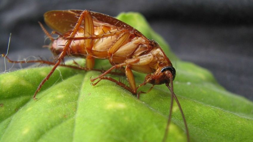 Cucaracha bebe las lágrimas de una lagartija; impacta a las redes sociales: FOTO