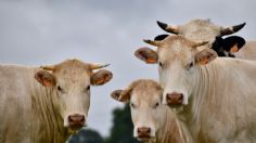 Vacas aprenden a "ir al baño", así reducirán gases de efecto invernadero