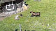 Heroicos animales rescatan a su amiga gallina de un halcón y todo quedó registrado en VIDEO