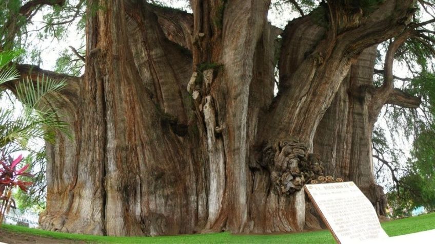 Oaxaca tiene el árbol con el tronco más grueso del mundo; ¡es Patrimonio Cultural de la Humanidad!