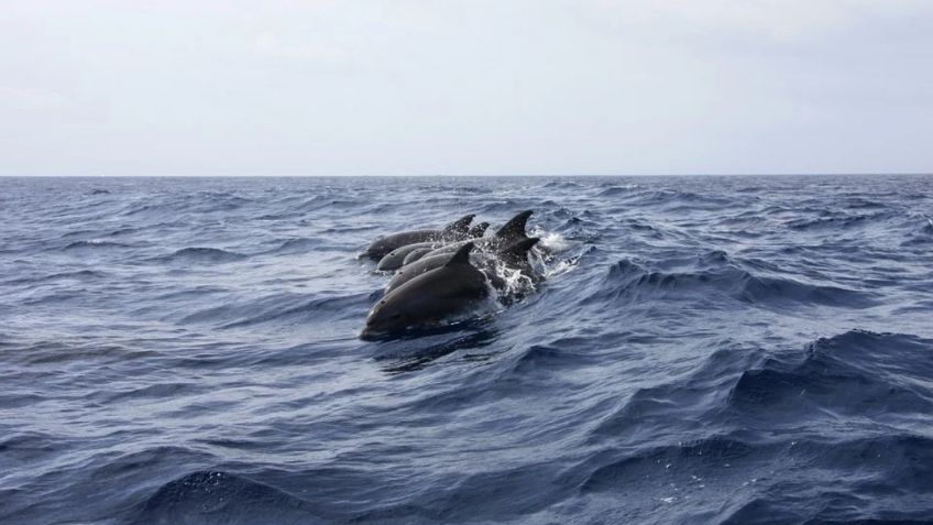 Matan a 1500 delfines por "tradición" en Islas Feroe; hay indignación mundial