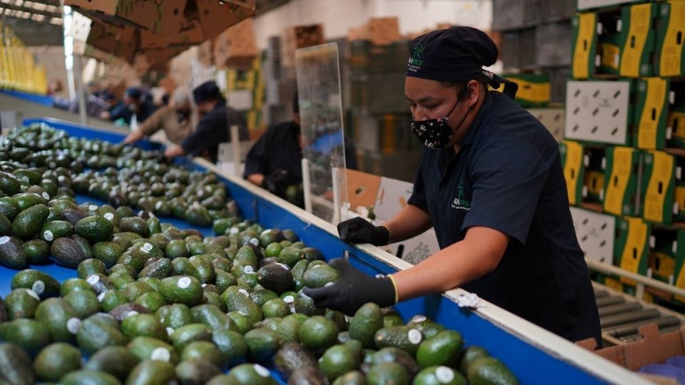 México es reconocido a nivel internacional por la exportación de aguacate. Foto: Cuartoscuro