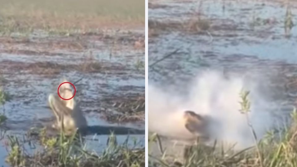 Cocodrilo devora un dron y comienza a sacar humo de su boca. Foto: Especial