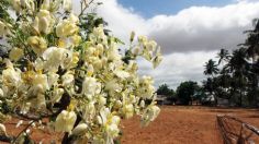 Moringa: estudio de la UNAM revela los verdaderos beneficios del "árbol milagro"