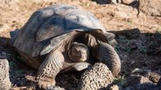 Tortugas de Islas Galápagos sufren de infecciones por bacterias resistentes a antibióticos